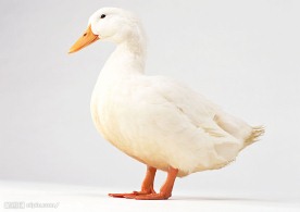 家禽家畜