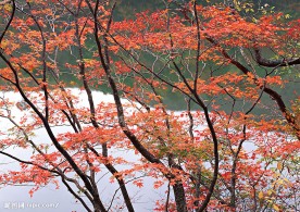 瀑布溪流树林河水(老牛爱吃嫩草上传)