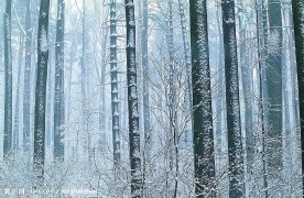 雪景丛林