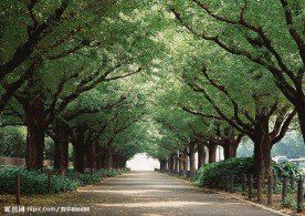 道路美景