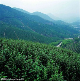 茶山