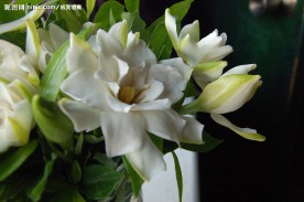 黄桷兰2
