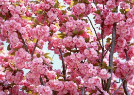 百花大赏