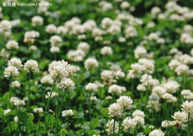百花大赏