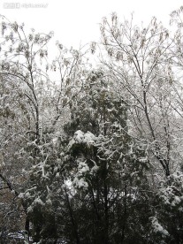 如同国画的雪景1
