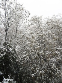 如同国画的雪景2