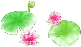 中国风格的水粉荷花