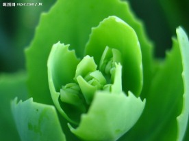 花草1-3