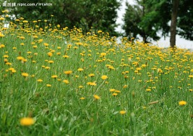 百花大赏