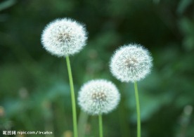 百花大赏