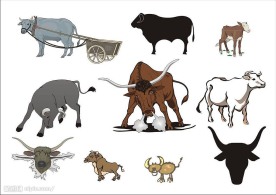精选CorelDARW矢量图—家畜(牛)