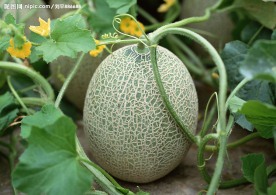 蔬菜瓜果