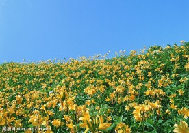 百花大赏