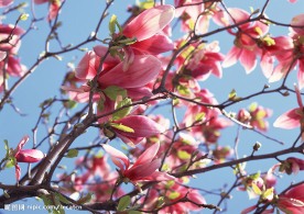 百花大赏
