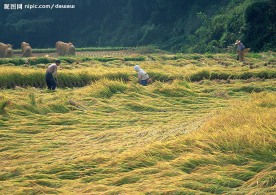 农业 水稻 玉米 麦子