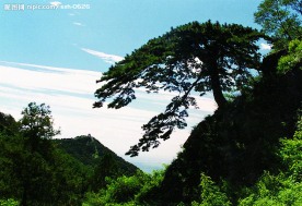 迎客松