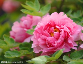 牡丹花。植物。花卉