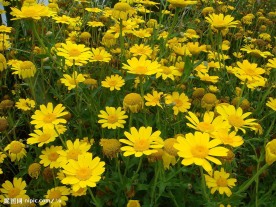 山花烂漫