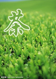绿茶