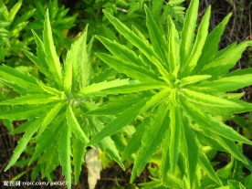 两株嫩绿的草