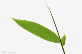 清晰竹叶