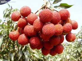 荔枝