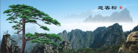 精品黄山迎客松