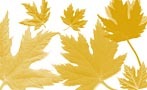 漂亮枫叶笔刷