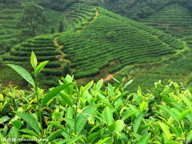 茶山