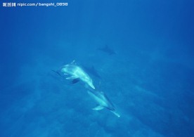 海洋素材卷  海洋生物