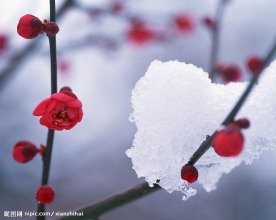 冬天雪景