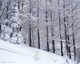 冬天雪景