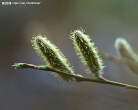 漂亮的花蕾