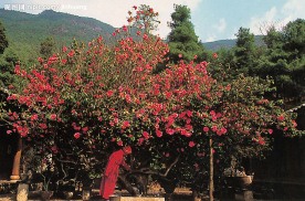 茶花之王