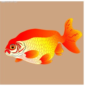 金鱼