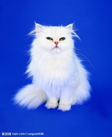可爱之猫013