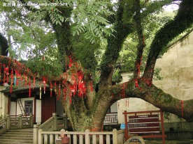 普陀山千年古樟