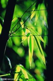 阳光下的竹叶 竹子