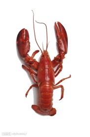 大龙虾