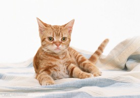 黄猫