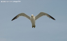 一只正面飞来的海鸥