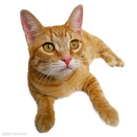 家猫