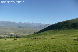 山坡上的马群