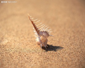 海洋生物  海贝