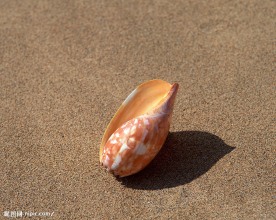 海洋生物 海贝