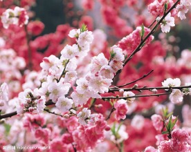 花之写真