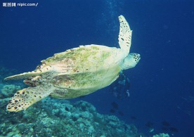 海洋生物  海龟