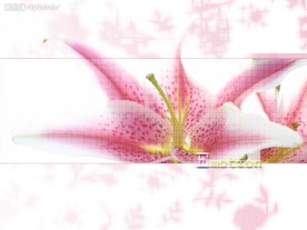 百合花背景