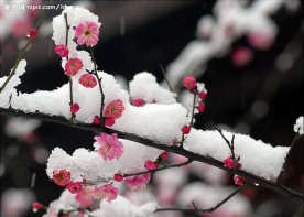雪中梅花