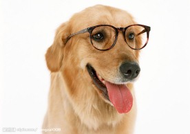 金毛犬